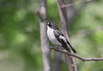A male European pied flycatcher (Ficedula hypoleuca) is photographed on a branch close-up in its natural habitat.