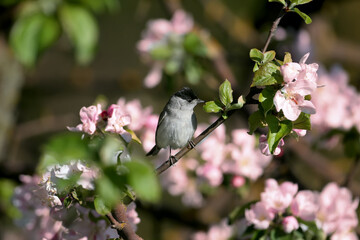 Male Eurasian blackcap (Sylvia atricapilla) close-up photographed on a branch of a blooming wild apple tree close-up