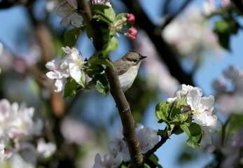A female European pied flycatcher (Ficedula hypoleuca) is photographed on a branch close-up in its...
