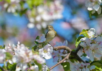 common chiffchaff (Phylloscopus collybita) photographed in soft sunlight on the branches of a blooming wild apple tree