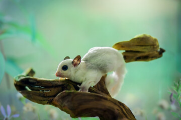Sugar glider on a branch