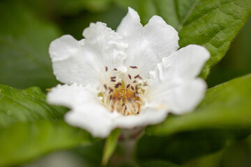 Medlar flower of fruit tree in late spring