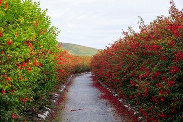 Path surrounded by fuchsias