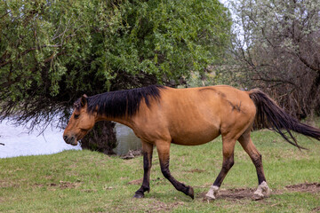 Fototapeta premium horses and foals in nature