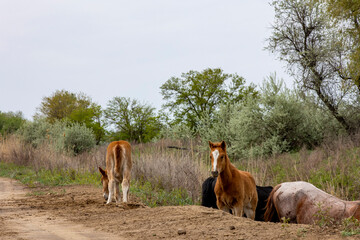 horses and foals in nature