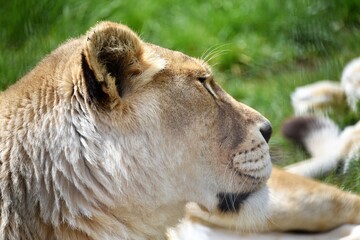 Lion in right facing profile