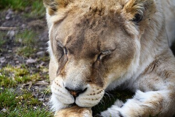 sleeping lion 