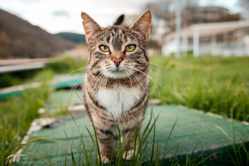 Obraz premium Protection of pets. Cat face close-up. A striped stray cat walks in the park. World Cat Day concept