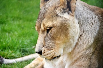 Lion in profile - left facing