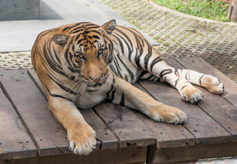 Tiger rests after a busy day