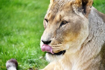 Lion preparing for dinner