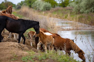 horses and foals in nature