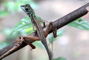 Känguruagame-Otocryptis wiegmanni