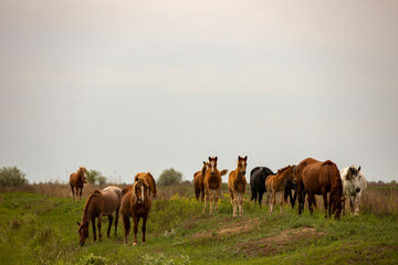 Fototapeta na wymiar horses and foals in nature
