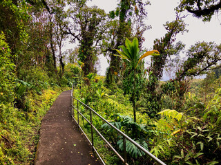 Breathtaking nature landscape scenery inside tropical lush rainforest or jungle with tall trees,...