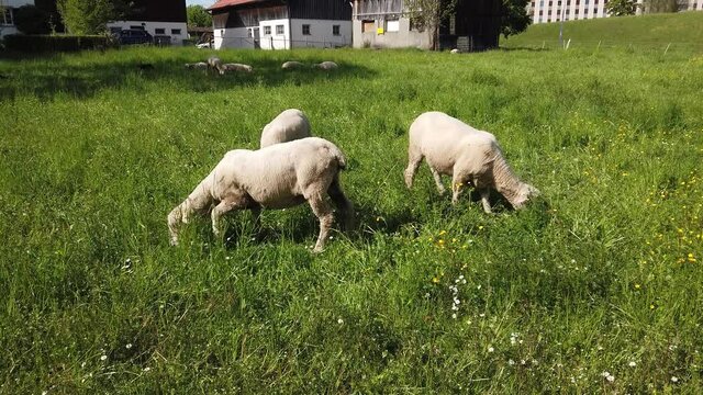 Herd of sheep grazing on a small patch of green field close to a road near city limits Zurich Switzerland