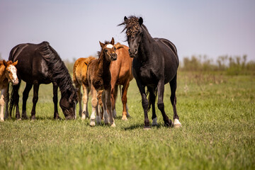 Obraz na płótnie Canvas horses and foals in nature