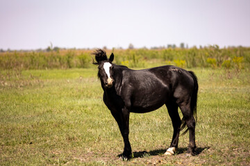 horses and foals in nature