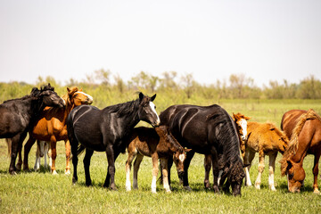 horses and foals in nature