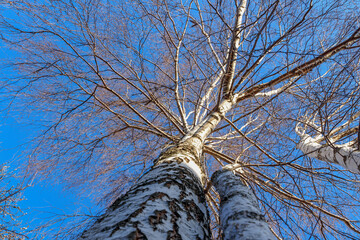 Bottom view of a leafless birch tree against a spring blue sky