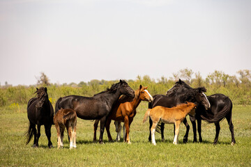 Fototapeta premium horses and foals in nature