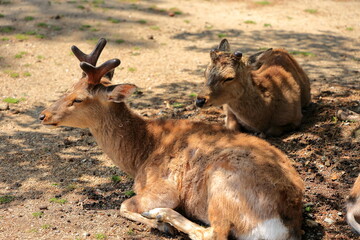 奈良公園　奈良　日本