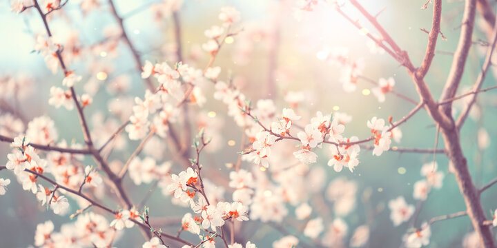 Beautiful spring banner. Blooming cherry tree in sunlight. Toned art photo. Selective soft focus.