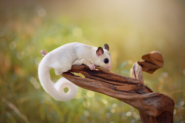 Sugar Glider sitting on a tree
