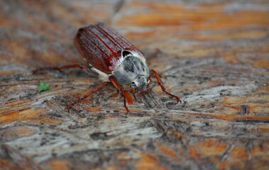 Nahaufnahme von einem Maikäfer auf der Holzplatte