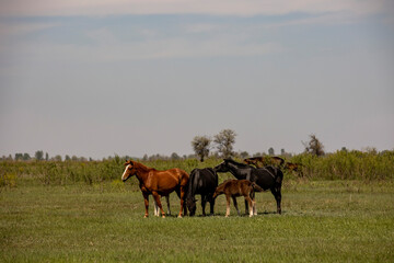 horses and foals in nature