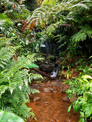 Breathtaking nature landscape scenery inside tropical lush rainforest or jungle with tall trees,...