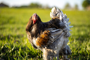 rare breed chicken on the street