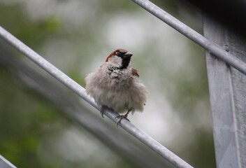 Spatz auf einer Metallstange