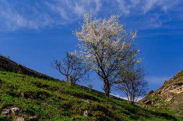 blooming fruit tree on the mountainside. irga, mountain cherry, plum, apple tree, sakura, magnolia. Caucasus mountains