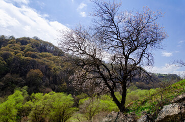 blooming tree on the mountainside. irga, mountain cherry, plum, apple tree, sakura, magnolia. Caucasus mountains