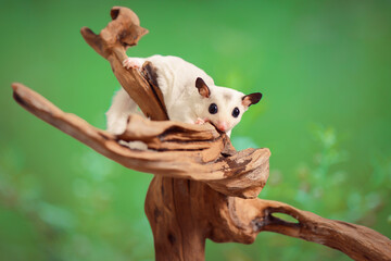 Sugar Glider sitting on a tree