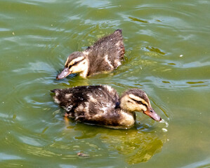 ducklings in the water