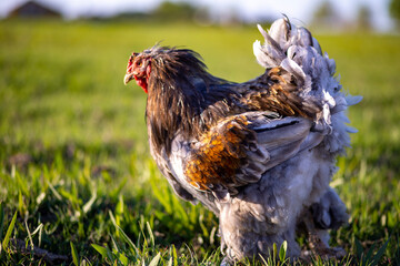 rare breed chicken on the street