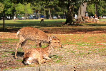 奈良公園　奈良　日本