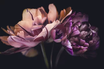spring tulips, a bouquet on a dark background, striped petals