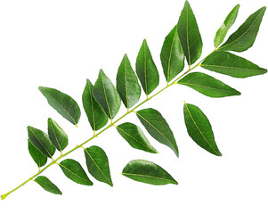 Green leaves isolated on white © BossBee