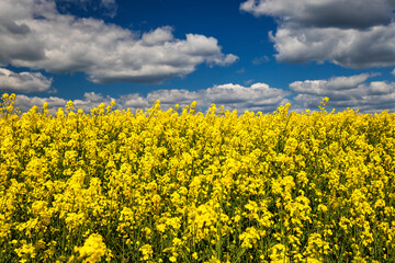 Fototapeta premium Blooming yellow field against the sky with clouds, with a shallow depth of field