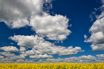 Blooming yellow field against the sky with clouds, with a shallow depth of field