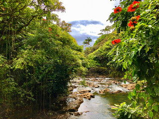 Breathtaking nature landscape scenery with tropical lush rainforest or jungle with tall trees,...