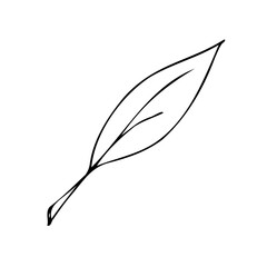 A single leaf from a tree or shrub with a petiole. Isolated vector illustration, simple cartoon line art.