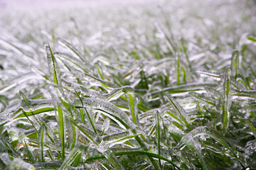 Green grass covered with ice. Frozen freezing rain. Ice covered. Bad weather in spring. Close-up view.
