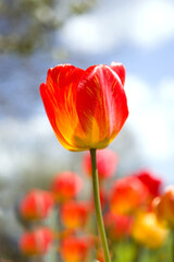 Naklejka premium Large red and yellow blooming tulips illuminated by the sun against the sky, vertical banner, vertical photo, spring background 