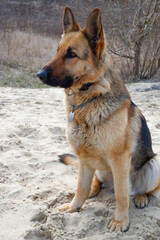 German shepherd dog sits on the sandy beach of the lake in early spring. Walking with your pet.
