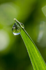 water drops on a green leaf