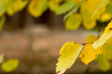 Fall, autumn, leaves background. A tree branch with autumn leaves on a blurred background....